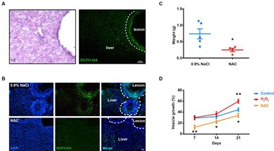 ROS are required for the germinative cell proliferation and metacestode larval growth of Echinococcus multilocularis